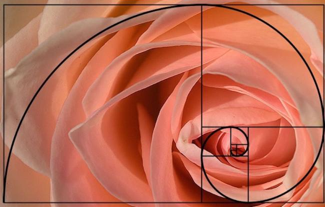 A close-up of a rose bud with a Fibonacci pattern overlayed, revealing how the petals form a similar overlapping pattern.