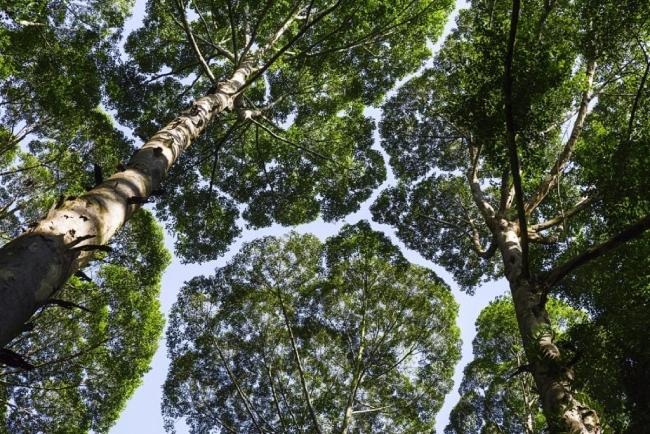 A view of a forest canopy from below, revealing the voronoi pattern between treetops that allows light to filter through.