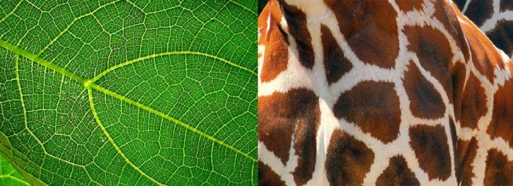 Close-ups of a leaf and a giraffe's hide, each of which reveals naturally-occurring voronoi patterns.