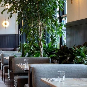 Interior dining area of an Earls Restaurant featuring biophilic design elements and lights supplied by LightForm.