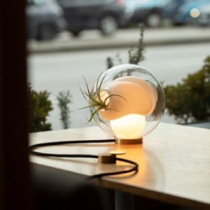 38Vt desk lamp from Bocci with a spider plant emerging from its cavity.